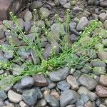 Cochlearia officinalis Mosusu