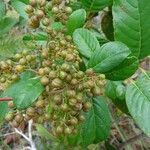 Davilla nitida Meyve