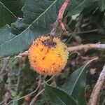 Arbutus unedo फल