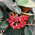 Cotoneaster coriaceus Frugt