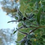 Nonea vesicaria Hoja
