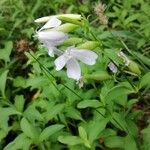 Saponaria officinalis花