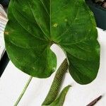 Anthurium obtusilobum Other