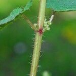 Urtica chamaedryoides خشب