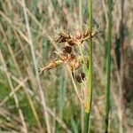 Schoenoplectus tabernaemontani Fruit