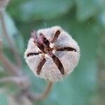 Cistus laurifolius Fruit