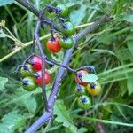 Solanum dulcamaraFrukt