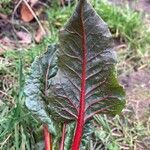 Beta vulgaris Leaf