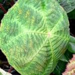 Begonia umbraculifolia Hoja