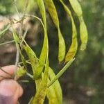 Senna artemisioides Frucht