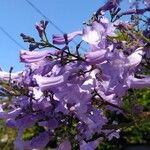 Jacaranda mimosifoliaFlower