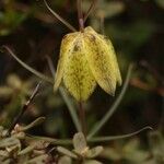 Fritillaria cirrhosa Çiçek