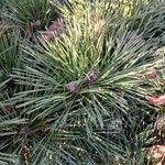 Pinus mugo List