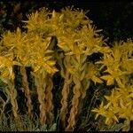 Sedum lanceolatum Habit