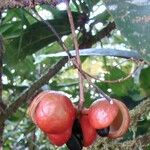 Acropogon aoupiniensis Fruit