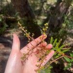 Acacia terminalis Fiore