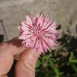 Centaurea cyanusKwiat