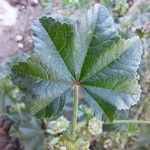 Malva parviflora Folla