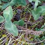 Trifolium pratense Leaf