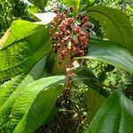 Miconia trinervia Leaf