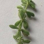 Galium saxatile Leaf