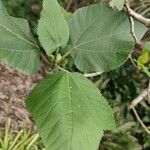 Ficus palmata Blad