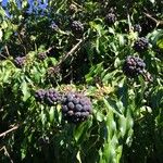 Hedera colchica Fruit