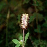 Trifolium spadiceum Arall