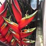 Heliconia bihai Blomma