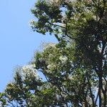 Cordia alliodora Hábito