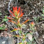 Castilleja linariifolia Flower