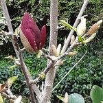 Magnolia liliiflora Floare