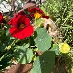 Tropaeolum minus Flower