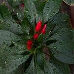 Capsicum frutescens Fruit