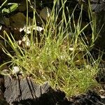 Isolepis fluitans 叶