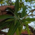 Alangium salviifolium Leaf