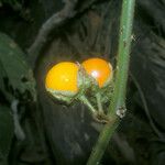 Solanum leucopogon Fruto