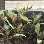 Oenothera rosea Blatt