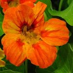 Tropaeolum majus Blomst