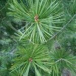 Pinus bungeana Лист