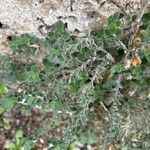 Antirrhinum molle Hoja