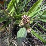 Asclepias asperula Foglia