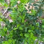 Diospyros texana ഇല