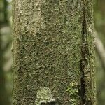 Fusaea longifolia Bark