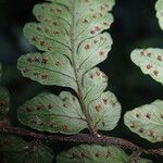 Triplophyllum fraternum Hoja