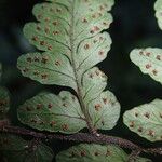 Triplophyllum fraternum Liść