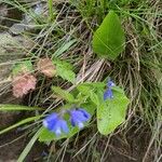 Polygala alpina Hoja