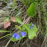 Polygala alpina Fuelha