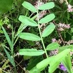 Vicia villosa Leaf