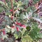 Quercus kelloggii Other